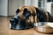 Zinc Deficiency And Its Impact On Large Breed Dogs